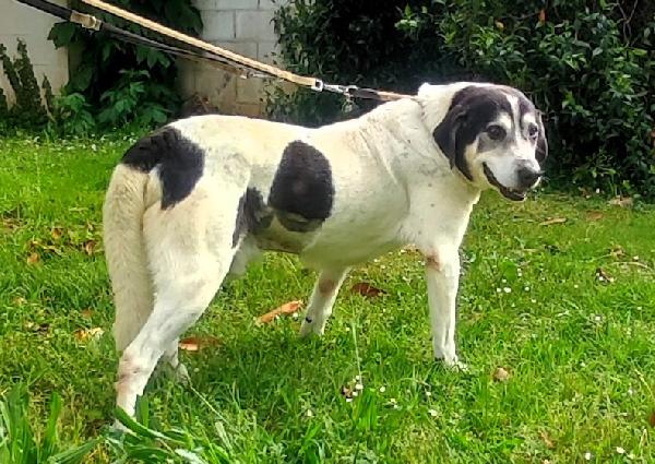 VALERIO DOLCE DIVERSAMENTE CUCCIOLO Foto 5